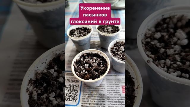 Укоренение пасынков глоксиний в грунте
