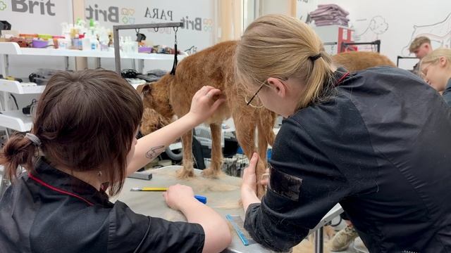 Курсы груминга Paradogs Екатеринбург