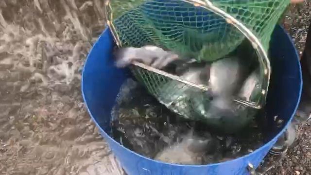 привоз на водоём новой партии форели