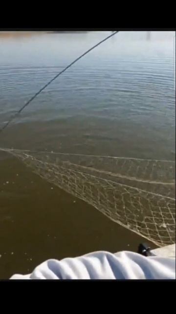 ПРЙМАЛ СОМА! На паук подъёмник #fishing #рыбалка #낚시