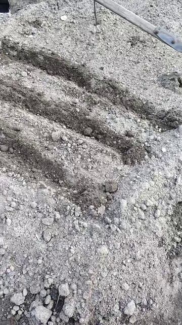 Чеснок и лук от семи недуг.