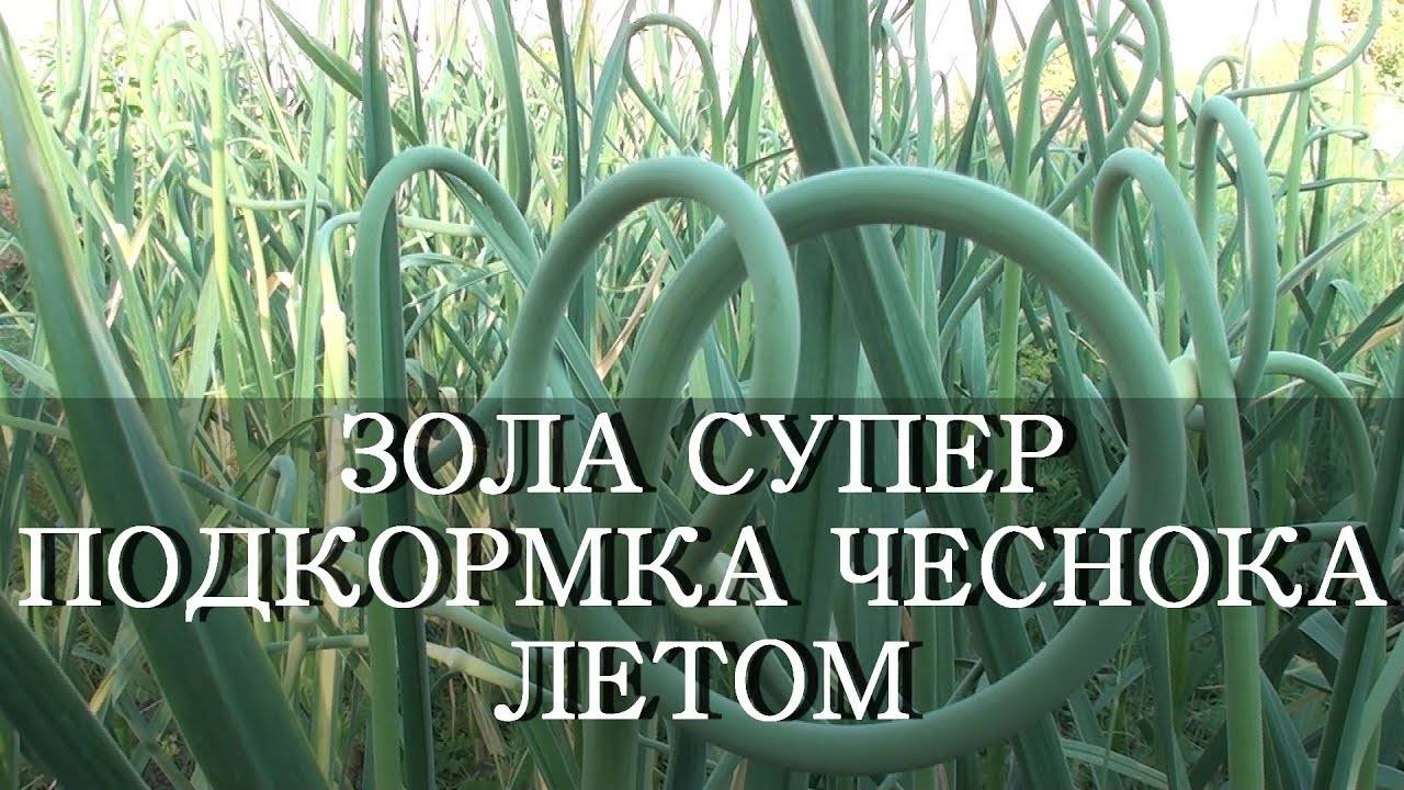 ЗОЛА  - СУПЕР ПОДКОРМКА ДЛЯ ЧЕСНОКА ЛЕТОМ
