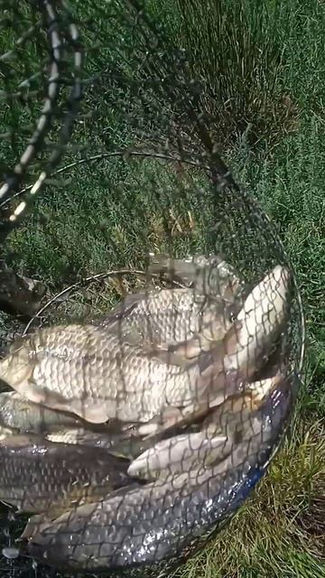 Приехали на речку #рыбалка #fishing #pig #карп #озеро #лето #п?