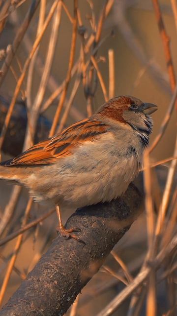 Весна, горобчик Lumix G9II Leica 100-400 #birds #nature #videography