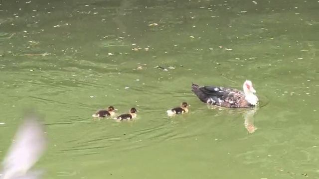 Индоутка с утятами. Видео Л.П. Юрчишко