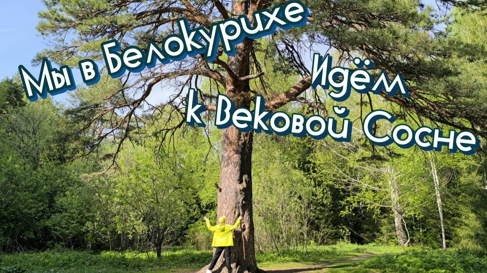 Мы в Белокурихе! Идём к Вековой Сосне