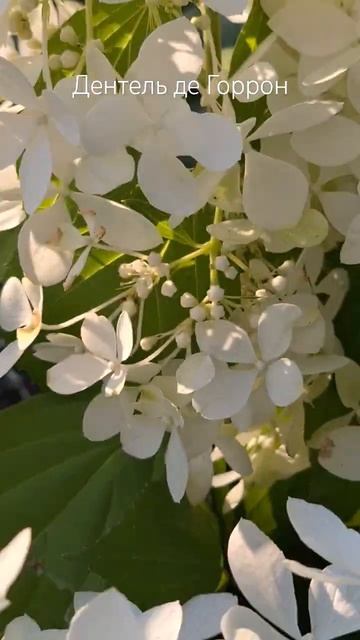 Гортензия Дентель де Горрон. #hydrangea #flowers #гортензия