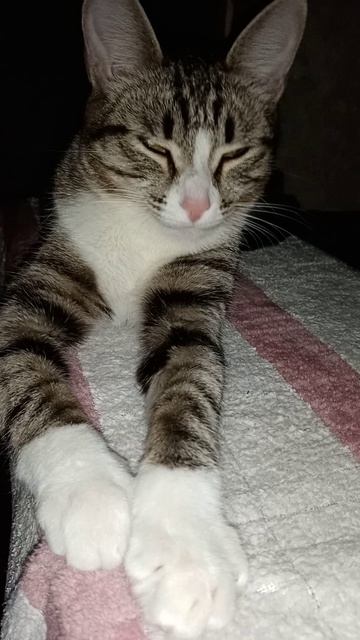 🐈Манюша🐈