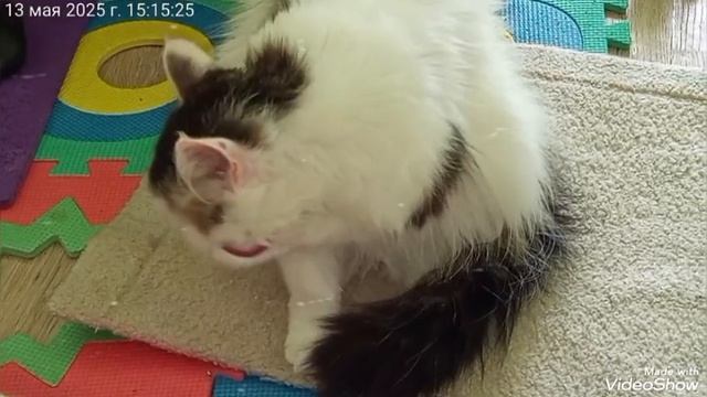 Мариуполь ⚓ МОИ ЛЮБИМКИ 🐈🐈🐈🥰
