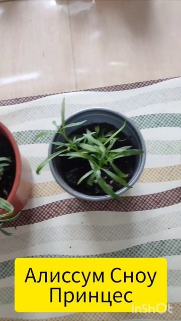 Куда столько??? Нее..мне много нужно 🌺😀#петунии #тайда