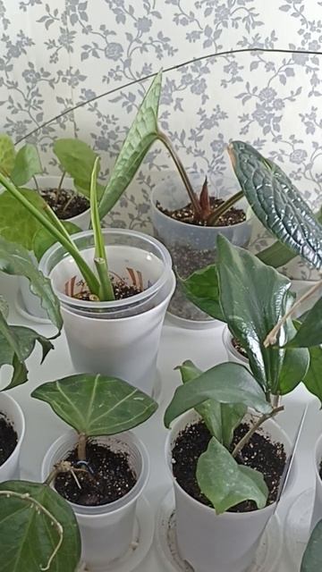 Хоечки☘️☘️☘️