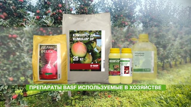 Применение фунгицидов ДЕЛАН®, КУМУЛУС®, СЕРКАДИС® ПЛЮ
