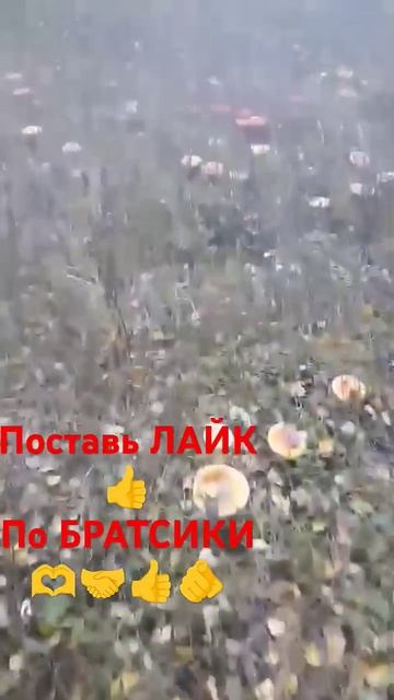 В ПОИСКАХ МУХОМОРОВ 🍄 ЛЕСНАЯ СКАЗКА Ч 2"