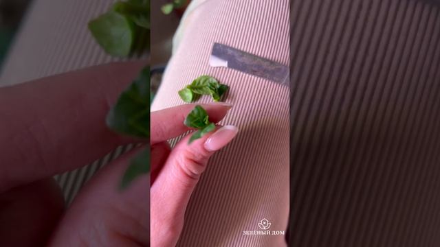Первое черенкование 🌱 крупнолистной гортензии