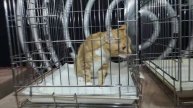 (12.05.2025) Бездомных кошек раздавали волонтёры общественной организации «Вселенная добра»