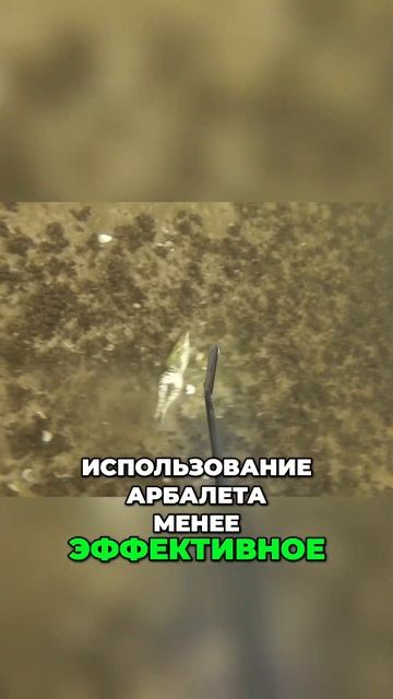 Как выбрать и использовать арбалет  советы для начина?