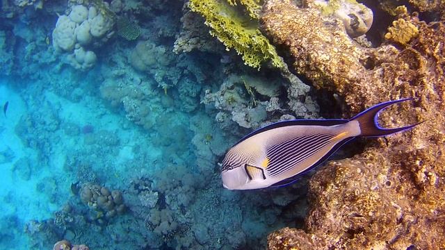 Красивые рыбы Красного моря - Арабский хирург (Acanthurus sohal).