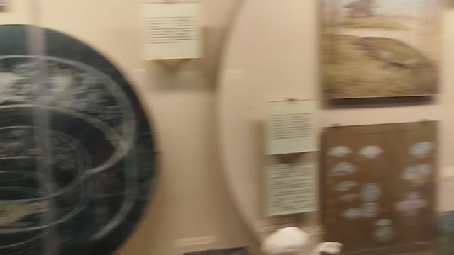 О науке палеонтологии. Палеонтологическия. Видео из палеонтологического музея в Москве