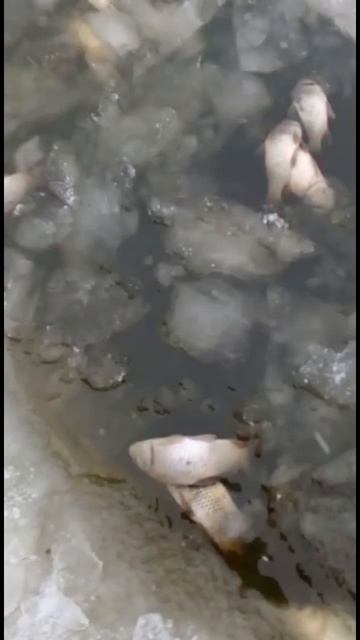 #shortvideo #fihing #рыбалка #рыба #рыбы #отдых #свежиеновости #п
