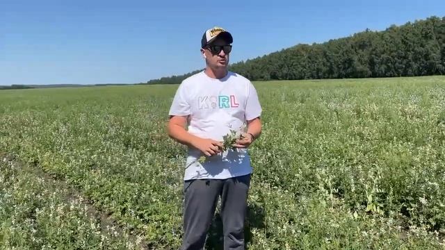 Люпин на органике  Орловская область, 08 07 2024