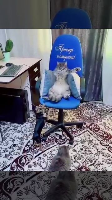 Степаныч! 🤟💪😸