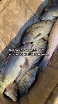 До конца😂 #рыбалка #рыба #карп #сазан #белыйамур