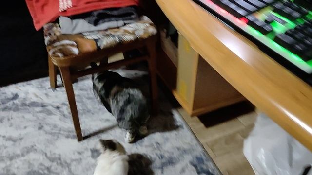 Кролики🐰🐇 на прогулке
