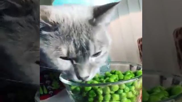 Кошка все ест как жирный