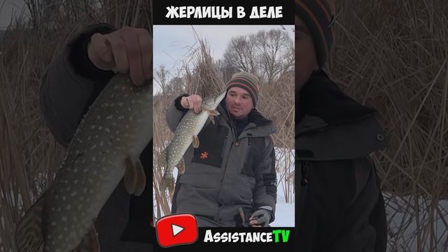 Сработка на карася! ЩУКА на ЖЕРЛИЦУ!!! РЫБАЛКА ЗИМОЙ на