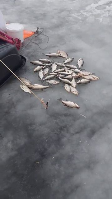 улов на Вилейском водохранилище 11 Января