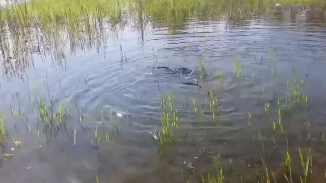 Полои нерест в Астрахани. ОГРОМНЫЕ САЗАНЫ!!!