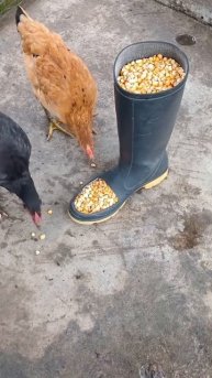 🐓 «Автокормушка» для кур: удобно, быстро и бюджетно