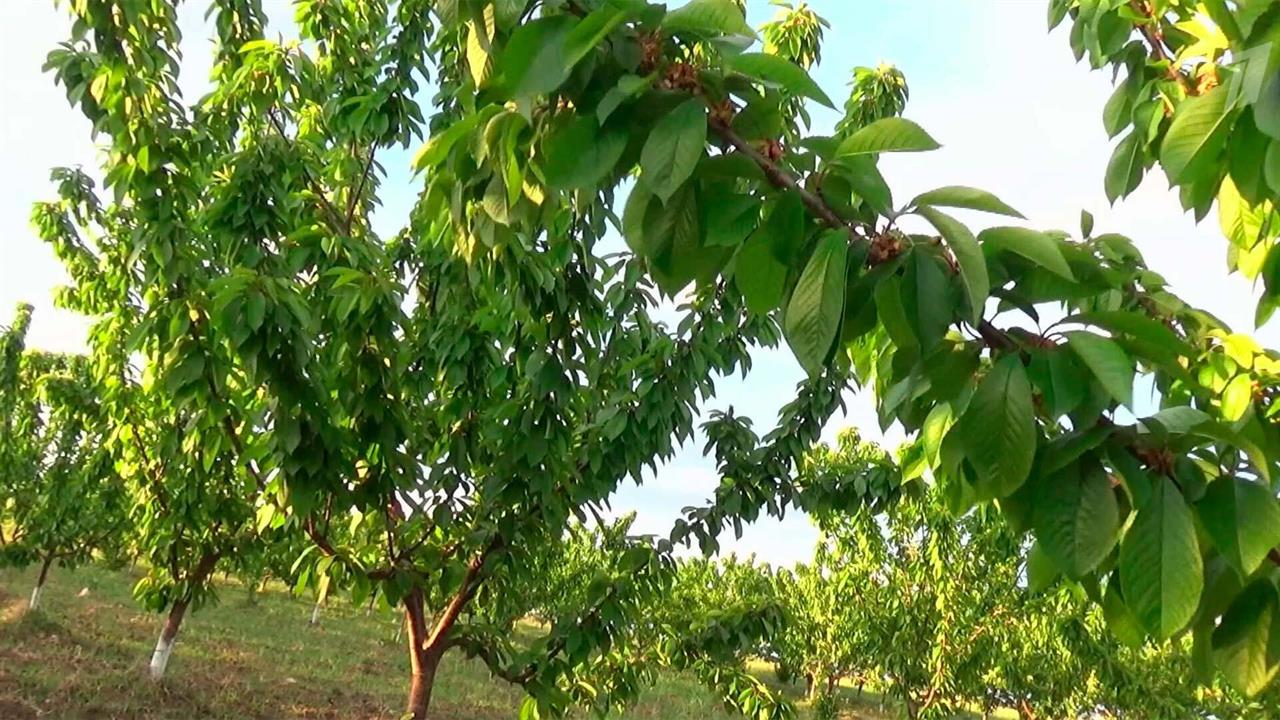 На юге России, где уже прошли две волны аномального похолодания, фермеры подсчитывают убытки