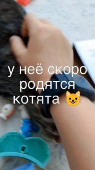котята