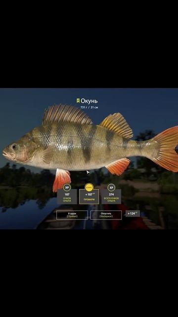 Окунь на оз.Комарином #русскаярыбалка4 #рр4 #russianfishing4