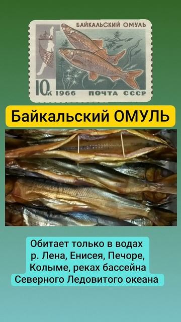 #shorts #омуль #Байкал #рецепты #путешествия
