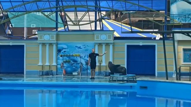 Небуг Туапсе Дельфинарий. Морской котик подает голос
