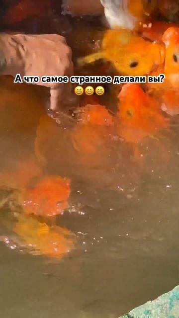 Ежедневно новые видео. Подписка, лайк 👍🏾 #рыбалка #fish