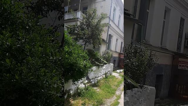 Май в Ялте-время цветения глицинии и платанов.