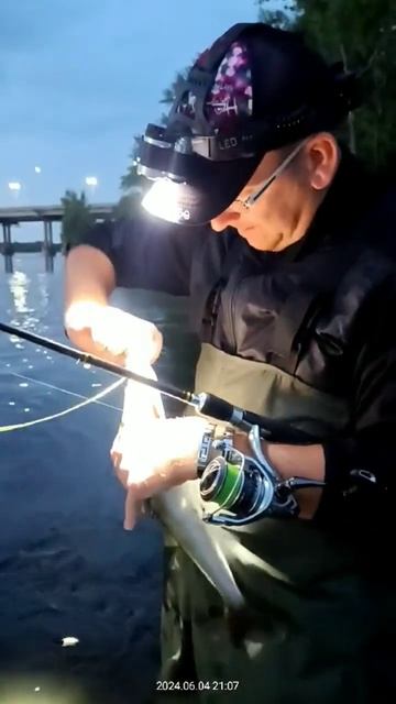 Озерной дорвался до судака на течении Днепра #fishing #vergun