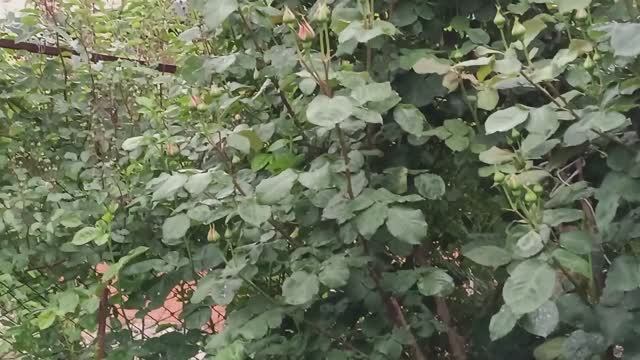 Динская стоматология 13 05 2025