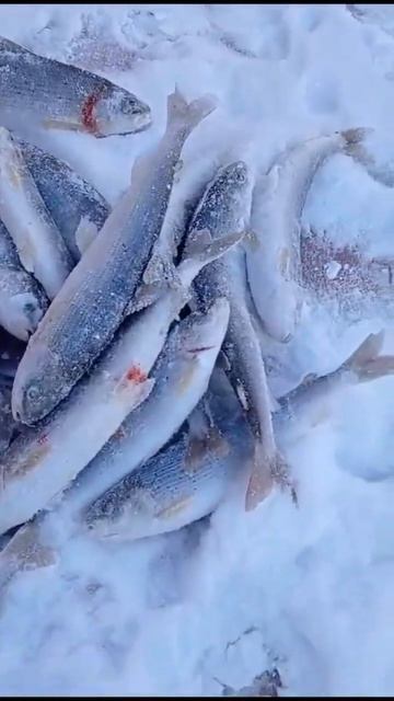отборный хариус на Байкале 👦🎣 2024зима #это_мужской_ка
