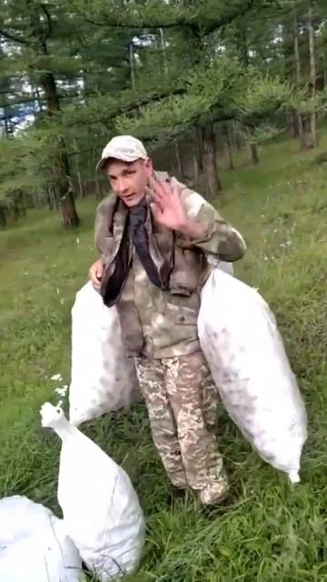 Кедровый промысел в республике алтай #горныйалтай #ал?