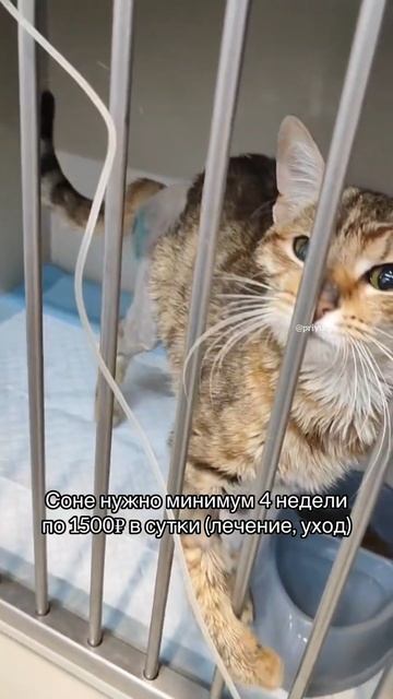 Реанимация на проводе. Поможем оплатить счет за лечение двух пострадавших кошечек