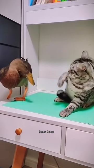 FUNNY CAT AND DUCK 🦆😺⧸⧸ #cat #funnypet #funny #laughoutloudcats #catvideos #cute #funnyanimals #pe