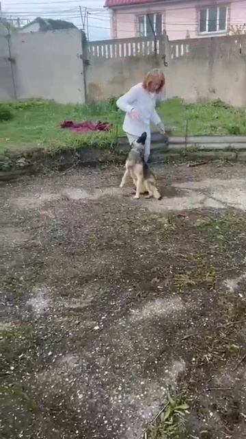ДВЕ ПЛАСТИНЫ В ЛАПКЕ. И "ШИЛО В ЗАДНИЦЕ".  НЕУГОМОННОЕ, Л