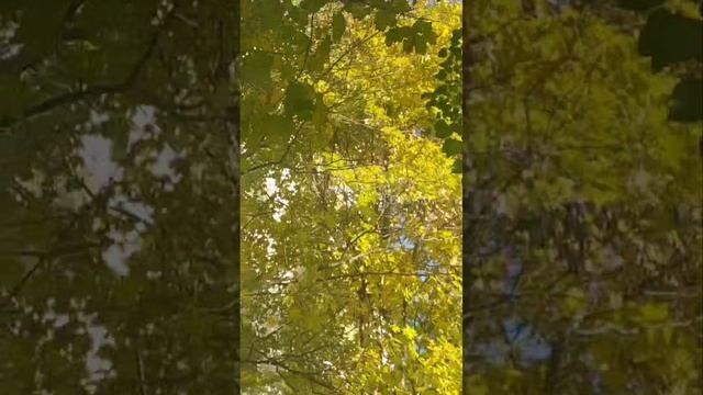 осень 2024года часть вторая