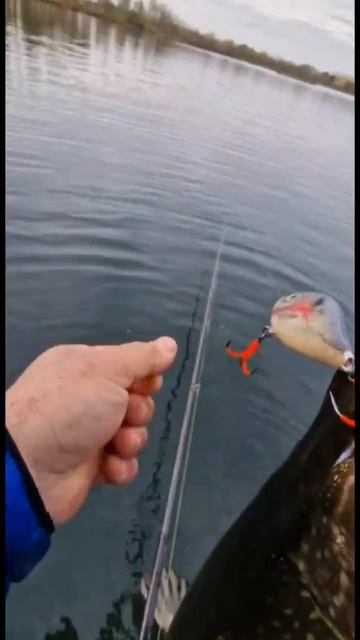 Хороший улов #shorts #fishing #ловитьрыбу #рыбалка #ловлякарп?