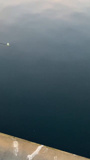 Поймали палтуса в Балтийском море 🌊 #fishing #рыбалка #ры?