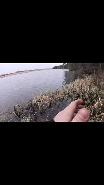 ЩУКА НА РАТТЛИН #рыбалка #раттлин #воблер #рыба #удочка